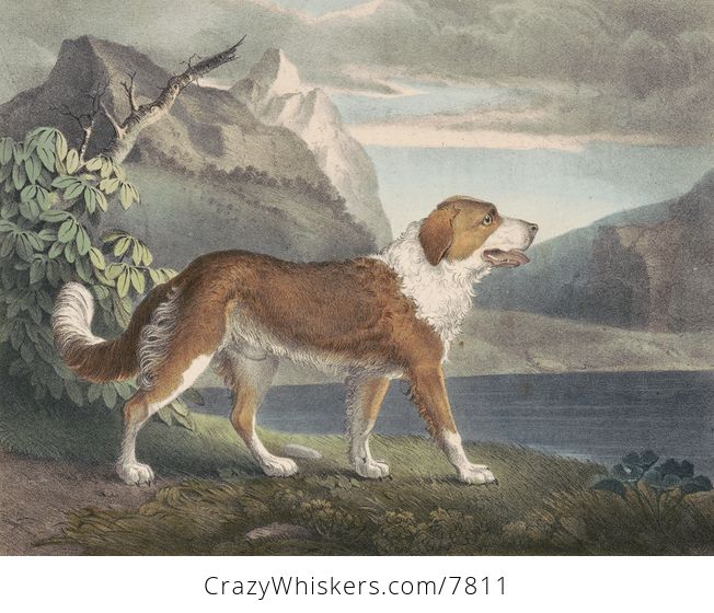 Vintage Digital Image of a Newfoundland Dog C Between 1830 and 1835 - #vd7E8RF9xzI-1