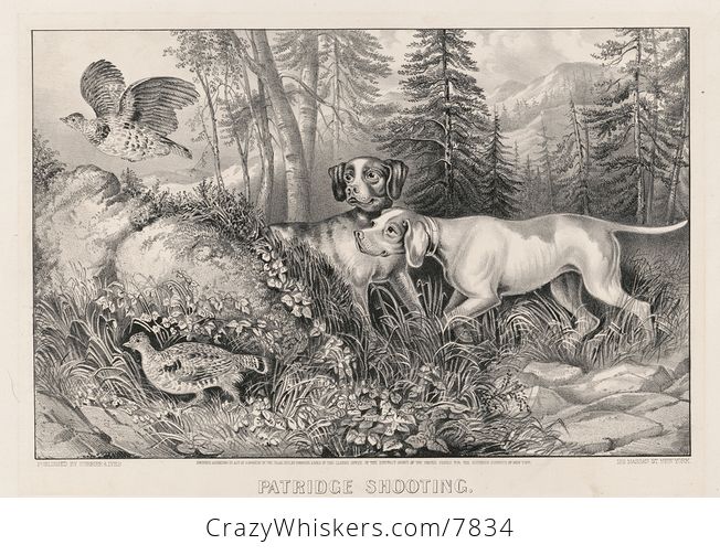 Vintage Digital Image of a Pair of Dogs Hunting Partridges C 1870 - #9tzrFTdmXKY-1