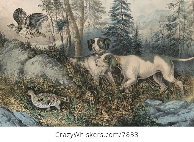 Vintage Digital Image of a Pair of Dogs Hunting Partridges C 1870 - #FoVtLxjvhq8-1