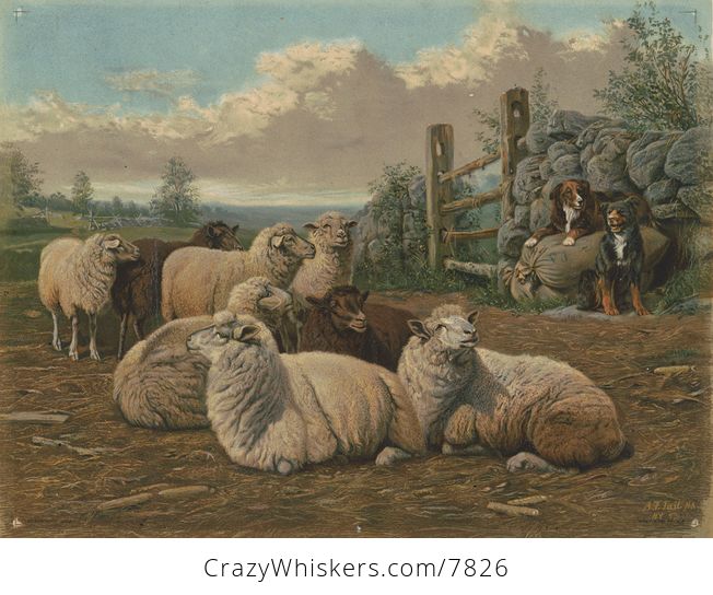 Vintage Digital Image of a Pair of Livestock Guardian Dogs Watching Sheep C1902 - #WhYnQec8fQ8-1