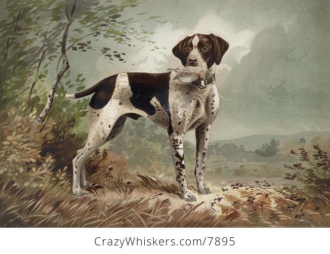 Vintage Digital Image of a Pointer Dog with Fowl C1879 - #ugvkAhqv0r8-1