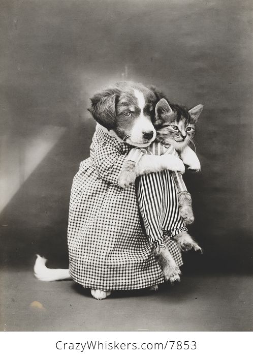 Vintage Digital Image of a Puppy Holding a Kitten - #E73nAcUzEi0-1