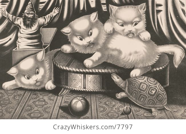 Vintage Digital Image of a Turtle and Scared Cats - #sKUNIHCFKEU-1