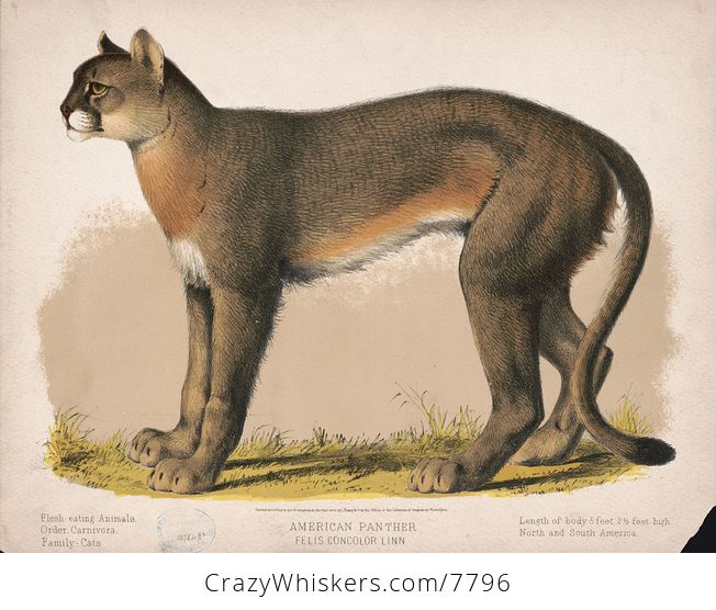 Vintage Digital Image of an American Panther - #oAYtUUxLT1I-1