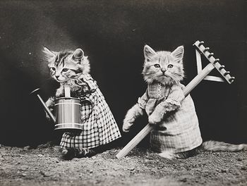 Vintage Digital Image of Kittens Gardening #RwMbBYp75zo
