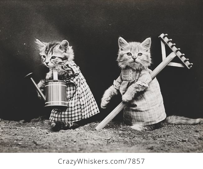 Vintage Digital Image of Kittens Gardening - #RwMbBYp75zo-1