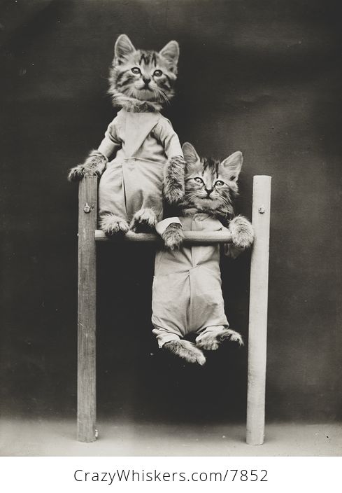 Vintage Digital Image of Kittens Playing on a Bar - #kXrTQKbiWp4-1
