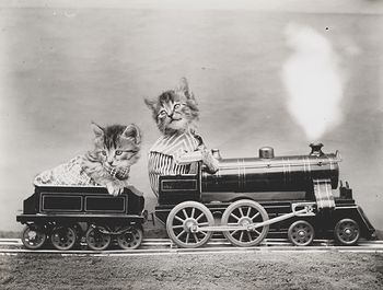 Vintage Digital Image of Kittens Riding a Train #ZYtOKUVR2ts