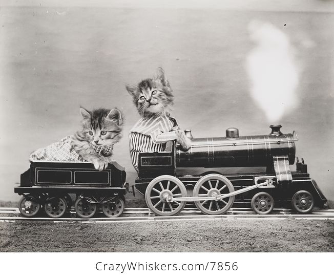 Vintage Digital Image of Kittens Riding a Train - #ZYtOKUVR2ts-1