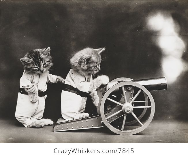 Vintage Digital Image of Kittens Shooting a Canon - #kjrI2WRu6M4-1