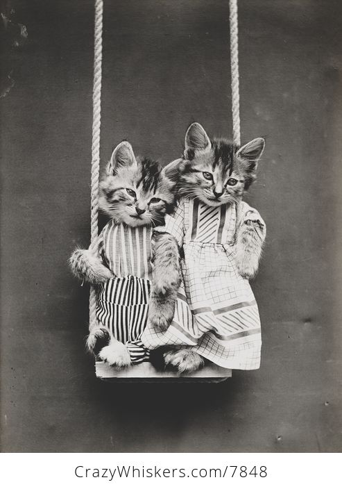 Vintage Digital Image of Kittens Swinging - #7lJU4iHVRfk-1