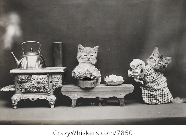Vintage Digital Image of Kittens Washing Dishes - #ToSEG6oixPE-1