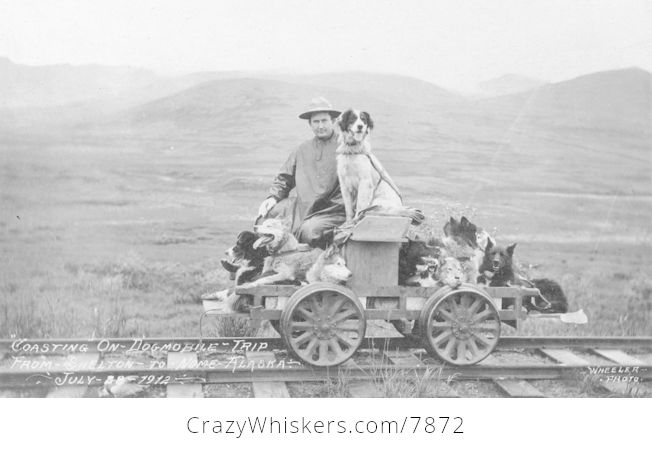 Vintage Digital Photo of a Man with His Dogs on a Rail Cart Trip from Shelton to Nome July 28th 1912 - #aaNWUiW2ODY-1