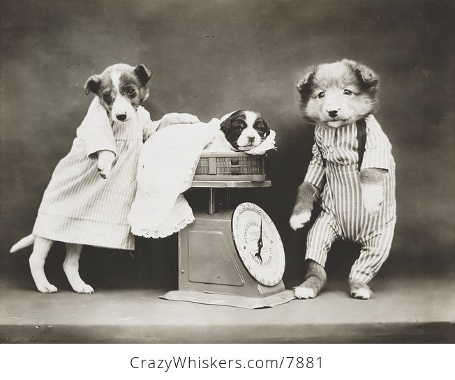 Vintage Digital Photo of a Puppy Dog Being Weighed - #A7BAmoUKx7o-1