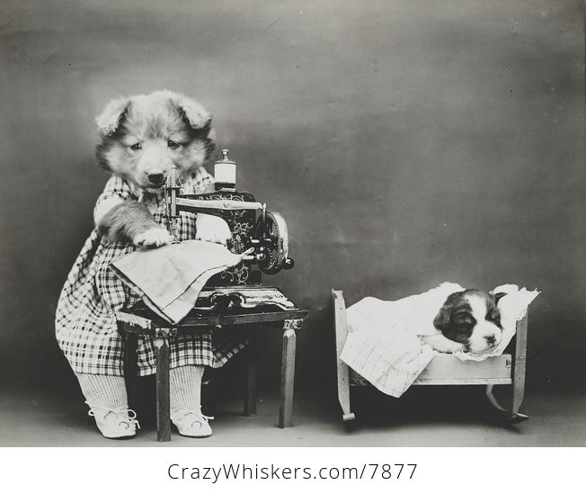 Vintage Digital Photo of a Puppy Dog Sewing - #RVadpQhCBm8-1