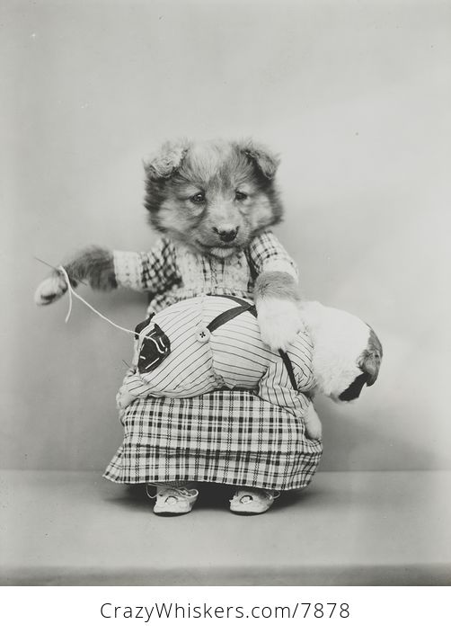 Vintage Digital Photo of a Puppy Dog Sewing on a Patch - #ujKUbiW15v4-1