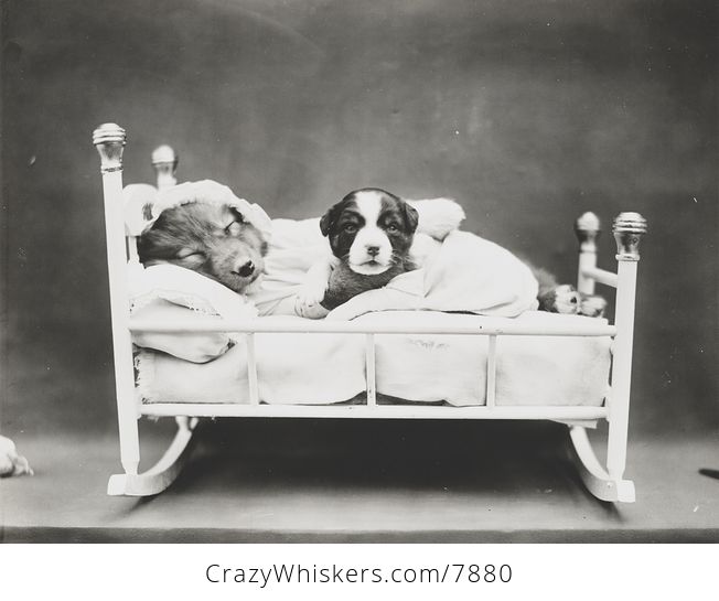Vintage Digital Photo of a Puppy Dog Taking a Nap with Her Baby - #BizYERpyiRU-1