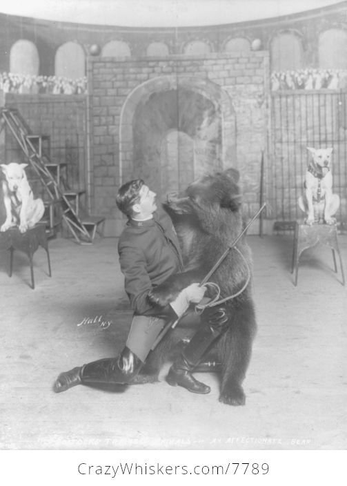 Vintage Digital Photo of a Trainer with a Bear and Dogs - #rTcg9cpXoPY-1